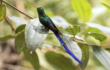 Quito, la capital mundial del birdwatching
